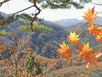 雷公墨价格动态解析