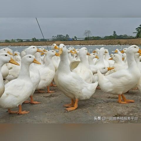 市场行情预测